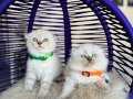 Show Kalite Scottish Fold Bluepoint Bebekler 