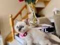 British Shorthair Bluepoint Dişi Erkek Yavrular 