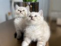 British Shorthair Lynx Point Yavrular 