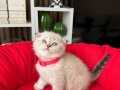 Scottish Fold Lynx Point Bebekler 