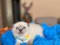 Scottish Fold Bluepoint Bebekler 