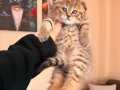 Scottish Fold Black Golden Tabby Yavru 