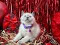 British Shorthair Bluepoint Bebekler 