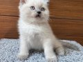 British Shorthair Bluepoint Dişi Erkek 