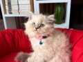 British Longhair Bluepoint Bebekler 