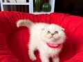 Scottish Fold Sıfır Kulak Silver Point Yavru
