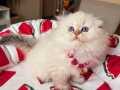 Scottish Fold Longhair Silver Point 