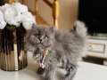 Pofuduk Tüylü Birbirinden tatlı Longhair Yavrular 