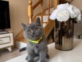 Ayıcık Surat Safkan British Shorthair Yavru 