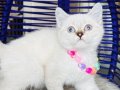 British Shorthair Chocolate Point Silver Point Yavrular 