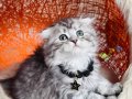 Scottish Fold Silver Yavru