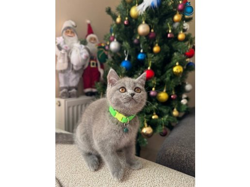 Safkan British Shorthair 