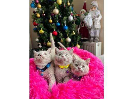 Safkan British Shorthair Lilac Yavrular 