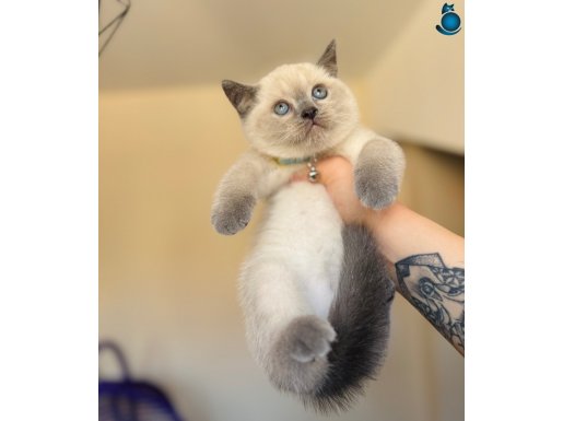 British Shorthair Bluepoint Bebekler 