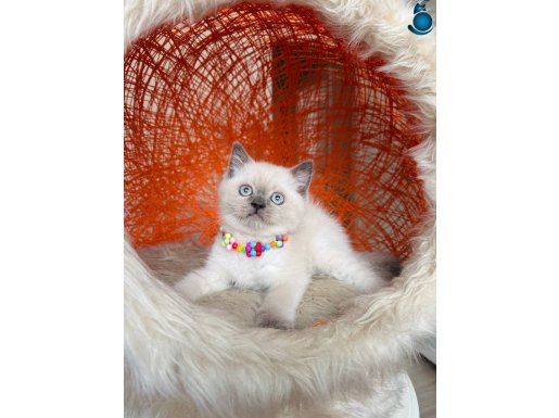 British Shorthair Bluepoint Yavrular 