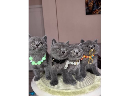Ayı Surat Top Kafa British Shorthair Safkan Yavrular 