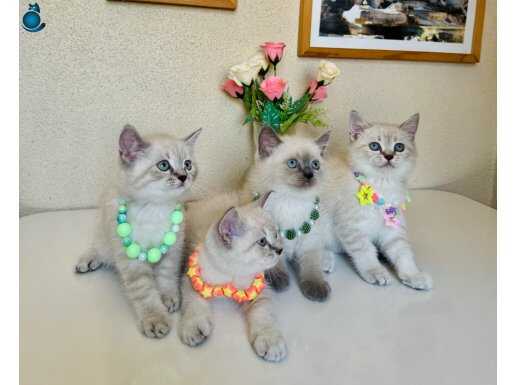 British Shorthair Silver Point Bluepoint Yavrular 