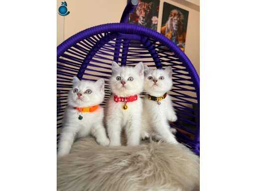 Safkan British Shorthair Silver Point Yavrular