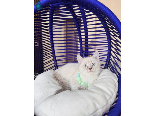 British Shorthair Bluepoint Lynx Point Yavrular 