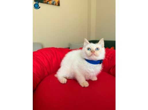 British shorthair Red Point Krem Yavrular 