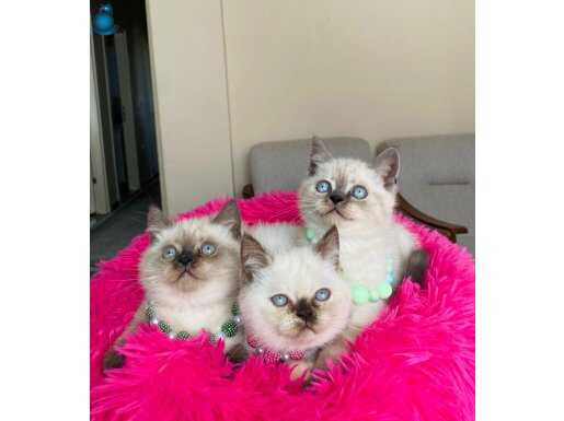 Show Kalite British Shorthair safkan yavrular 