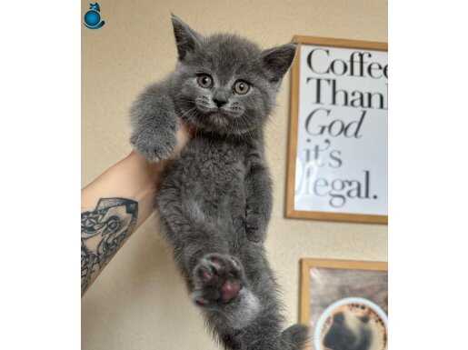 Ayıcık Kafa British Shorthair Safkan Gri yavrular 