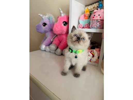 Safkan British Shorthair Bluepoint 