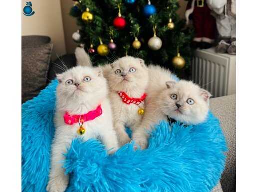 Scottish Fold Bluepoint Yavrular 