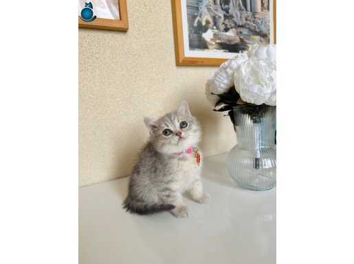 British Shorthair Silver Yavru