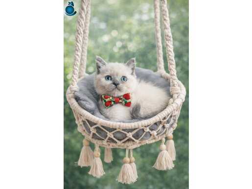 Safkan British Shorthair Yavrular 