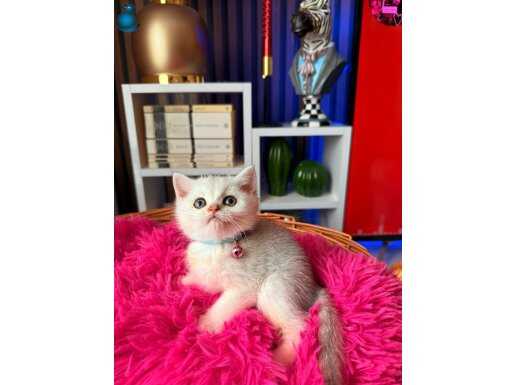 British Shorthair Silver Dişi Erkek Yavrular 