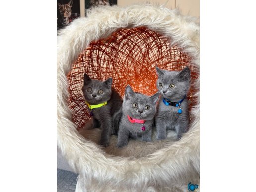 Ayı Surat British Shorthair Duman Rengi Yavrular 