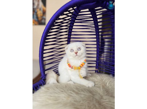 Scottish Dişi Erkek Yavrular 