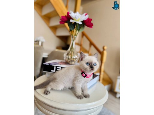 British Shorthair Bluepoint Yavrular 
