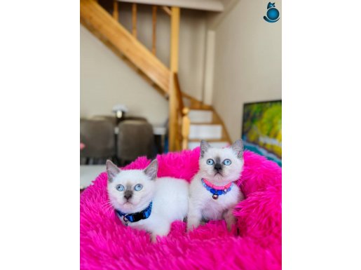 Safkan British Shorthair Bluepoint Dişi ve Erkek