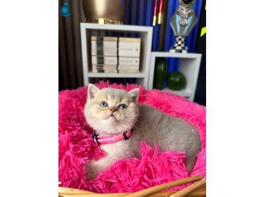British Shorthair Blue Golden Silver Yavrular