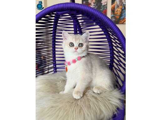 British Shorthair AY12 Yavrular 