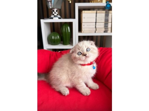 Scottish Fold Silver Point Yavru