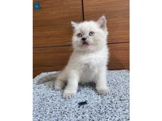 Safkan British Shorthair Bluepoint Yavrular 