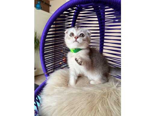 Scottish Fold Silver Yavru 