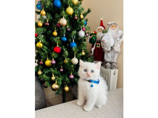 Birbirinden Sevimli British Shorthair Mavi Gözlü Yavrular