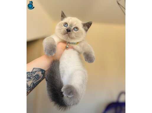 Masmavi Gözlü British Shorthair Bluepoint 