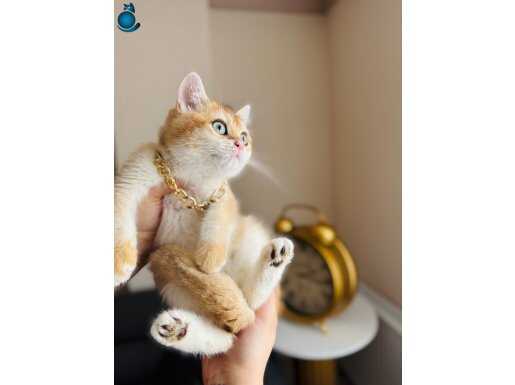 British Shorthair Golden Ny12