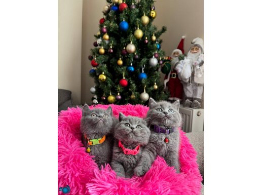 Safkan British Shorthair Dişi Erkek Yavrular 