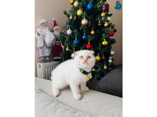 Scottish Fold Red Point 