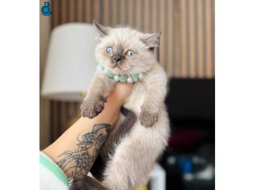 British Shorthair Safkan Yavrular Dişi ve erkek
