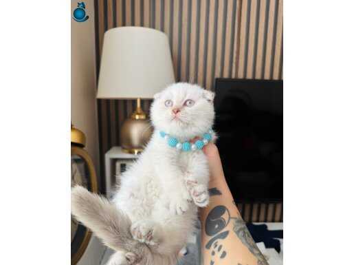 Scottish Fold bluepoint 