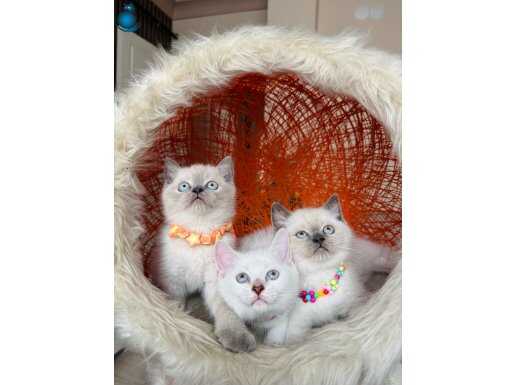 Safkan British Shorthair Bluepoint Yavrular 