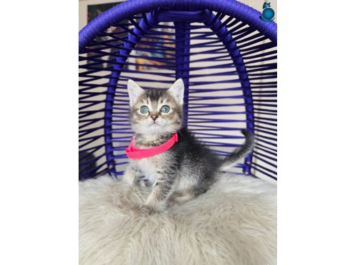 British Shorthair Golden Tabby Yavrular 