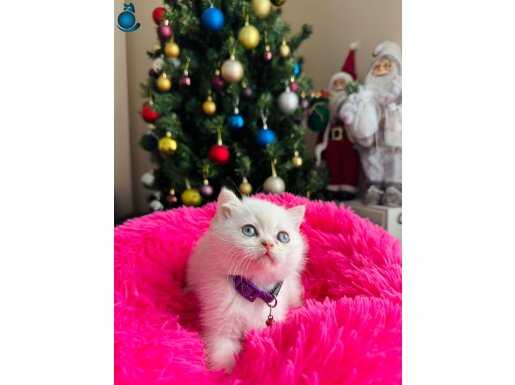 British Shorthair Silver Point Yavrular 